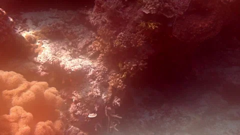 Tropical coral reef shimmers in diffuse light. Stock Footage 292766134