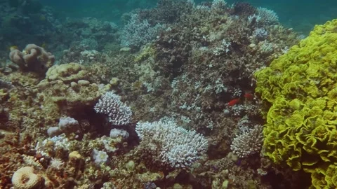 Tropical Coral Reef Showcasing Multiple Coral Types And Thriving Marine Life In Stock Footage 311983274