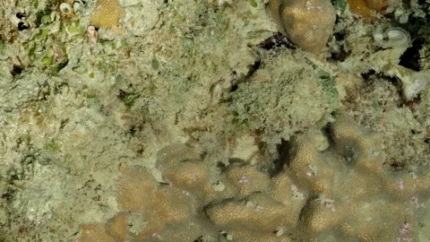 Tropical Coral Reef Texture and Marine Growth Background in Shallow Water 스톡 동영상 337157692