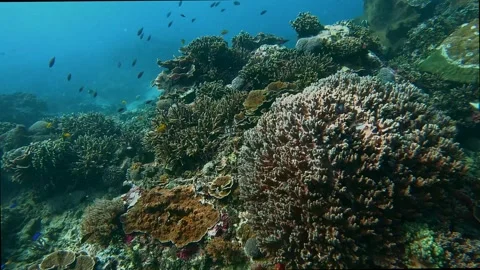 Tropical coral reefs Stock Footage 328897163