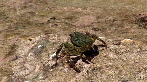Tropical crab on a rock Stock Footage 106500858