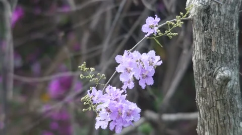Tropical crape myrtle flower shaking with wind Stock Footage 61331493