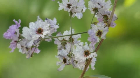 Tropical crape myrtle flower shaking with wind Stock Footage 62243159