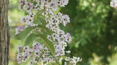 Tropical crape myrtle flower shaking with wind Video stock 62243271
