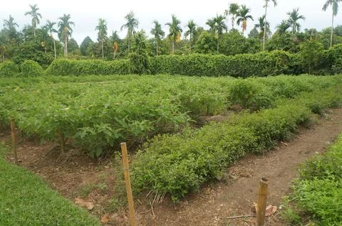 Tropical crops thrive under cloudy skies Stock Photos