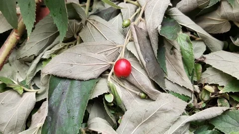 Tropical Cute Cherry Video stock 237523957