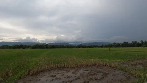 Tropical Dark Clouds Over Rice Fields – Indonesia Countryside Stock-Footage 322177547