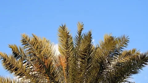 Tropical Dates Palm Tree, Background Stock Footage 304296964
