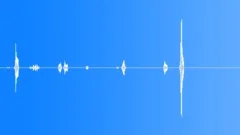 Tropical Dawn Chorus RecordedSound Effect