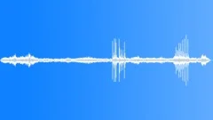 Tropical Dawn Chorus RecordedSound Effect