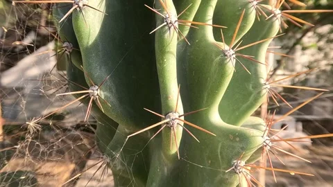Tropical Desert Cactus Close Up Background Vidéo 339975371