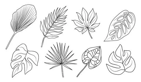 Tropical different type exotic leaves line drawing Stock Illustration