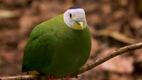 Tropical Dove head Stock Footage 263558674