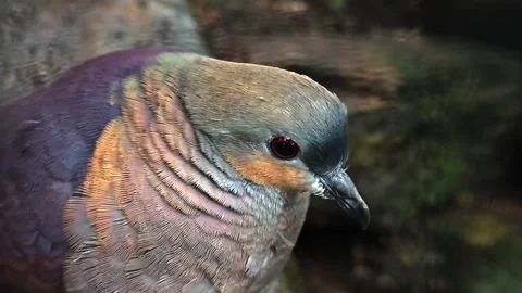 A tropical Dove resting Video stock 296027091