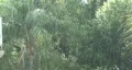 Tropical Down Pour HD Footage