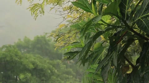 Tropical downpour Vídeos de archivo 58914137