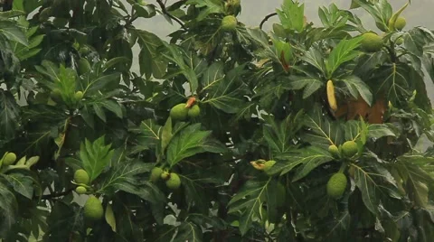 Tropical downpour Stock Footage 58914212