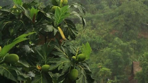 Tropical downpour Stock Footage 58914221