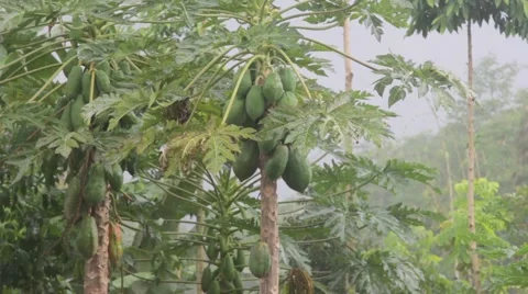 Tropical Downpour in the Jungle Stock Footage 67529138