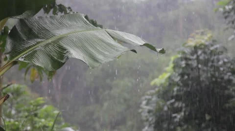 Tropical Downpour in the Jungle Stock Footage 67529633