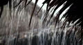 Tropical downpour. Raindrops fall from roof HD Footage