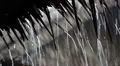Tropical downpour. Raindrops fall from roof HD Footage