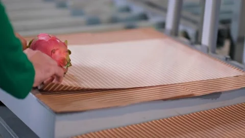 Tropical dragon fruit packaging Stock Footage 172263253