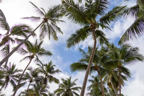 Tropical dream Stock Photos