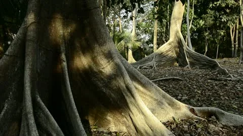 Tropical dry forest Stock Footage 11288641
