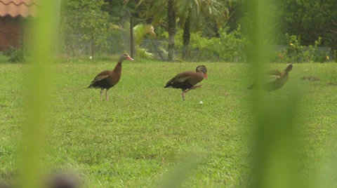 Tropical Ducks Rack to Flow Stock Footage 32632920