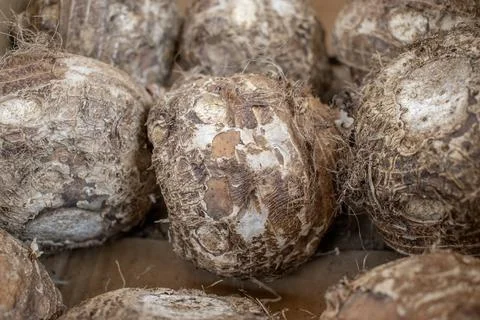Tropical Eddoe Root in Store Stock Photos