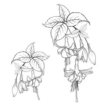 Tropical elements design template. Simple design with frame leaf. Summer vector Stock Illustration