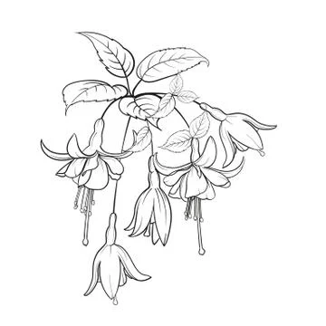 Tropical elements design template. Simple design with frame leaf. Summer vector Stock Illustration