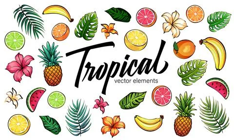 Tropical elements set, hand drawn collection tropical flowers, fruits and leaves Stock Illustration