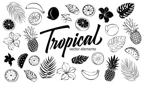 Tropical elements set, hand drawn collection tropical flowers, fruits and leaves Stock Illustration