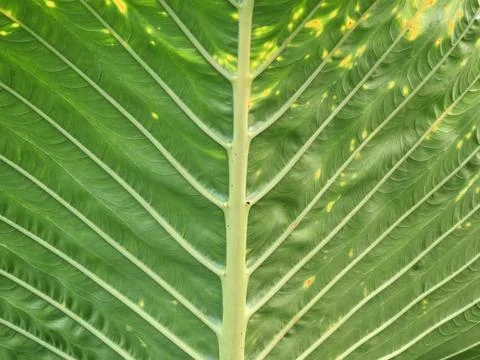 Tropical Elephant Ear Leaf Texture Stock Photos