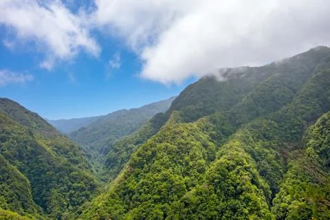 Tropical environment Stock Photos