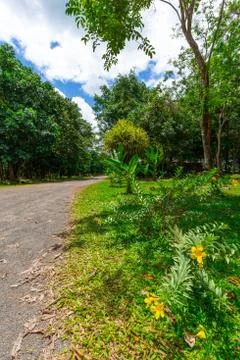 Tropical Environment In Suriname South America Stock Photos