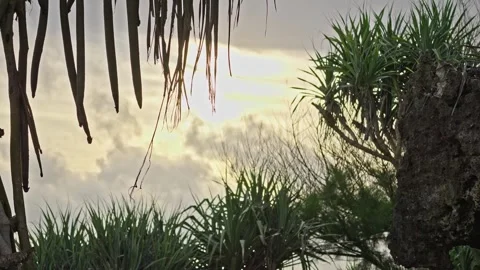 Tropical Evening Sky Framed by Screwpine Trees (Pandan Laut) Stock Footage 296569785