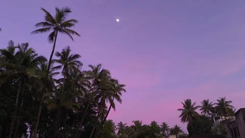 Tropical Evening Sky with Palm Trees and Moon Peaceful Twilight Scene Stock Footage 320480503