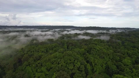 Tropical evergreen forest Stock-Footage 242167411