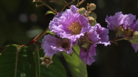 TROPICAL EXOTIC FLOWER Stock Footage 39299919