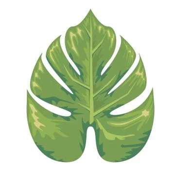 Tropical exotic leaf of monstera tree with watercolor style. Flat color style Illustrazione stock
