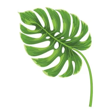Tropical exotic leaf of monstera tree with watercolor style. Flat color style Stock Illustration