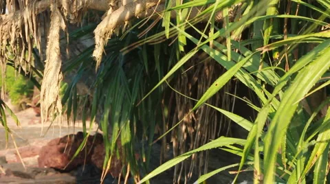 Tropical explorer Video stock 978550