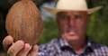 Tropical Farm Exotic Orchard Gardener Checking Close Up Healthy Coconut Fruit 4k or 4k+ Resolution