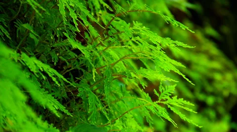 Tropical fern. Stock Footage 50554701