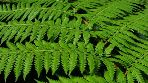 Tropical fern leaf Stock Footage 196200419