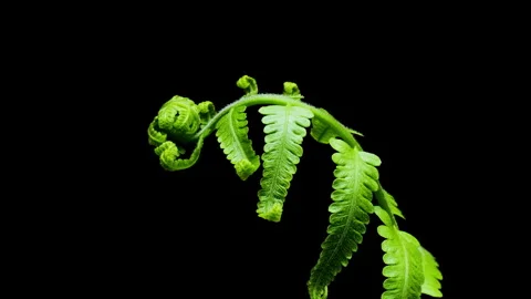 Tropical fern leaf Stock Footage 282978420