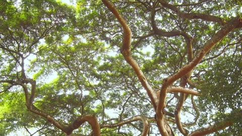 Tropical ficus tree branches on sky background. Sri Lanka Video stock 150977166